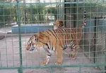 به‌ زودی گاو بزرگ‌ترین جانور زمین خواهد شد