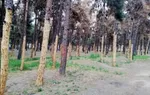 پشت پرده قطع درختان موزه فرش  چه بود؟