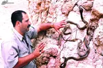 سلطان مارهای ايران