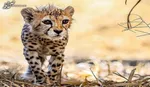 آخرین وضعیت 