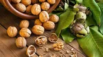 نکات طلایی نگهداری و پرورش نهال گردو که نمی‌دانستید!