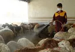 تعداد مبتلایان به تب کریمه کنگو به ۹ نفر رسید
