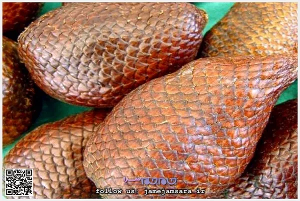 Salak سالاک
زادگاه اصلی آن مالزی و اندونزی است و به دلیل شبیه بودن پوسته آن به پوست مار Snake-fruit مار میوه هم نامیده می‌شود. از حیث طعم شبیه سیب است، اما نوع ترش آن هم وجود دارد.
