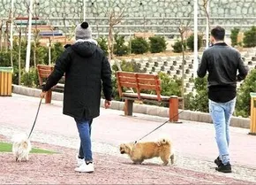 فیلم / زندگی لاکچری سگ و گربه‌ها در شمال تهران