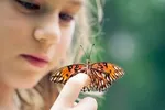 پروانه‌ای‌ها در آتش بی توجهی می‌سوزند