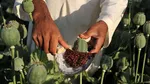 ممنوعیت تازه طالبان برای زنان