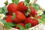 تشریح جزئیات خرید حمایتی زعفران در سال ۹۸