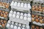 قیمت منطقی هرعدد تخم مرغ ۵ هزار و ۵۰۰ تومان
