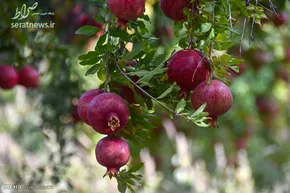 فیلم/ ۸ گل زیبای جام جهانی