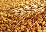 افشاگری رئیس کمیسیون اقتصادی مجلس از فساد گسترده در تخصیص ارز ۴۲۰۰ تومانی