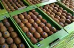 ماجرای برگشت تجاری از فلفل تا ذرت‌های آلوده