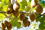 افزایش ۲ برابری صادرات محصولات کشاورزی/ ازسرگیری صادرات کیوی به هند از هفته آتی