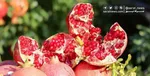 پوست انار منبع ارزشمند برای جایگزینی نگهدارنده‌های شیمیایی