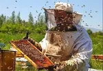 ۴ علت نفخ معده را بشناسید