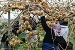 گوجه سبز کیلویی چند؟