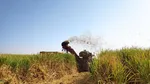 نیشکر، سپری جدید برای محافظت از دندان‌ها
