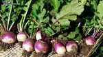 ۷ توصیه برای جلوگیری از بروز سرطان پروستات