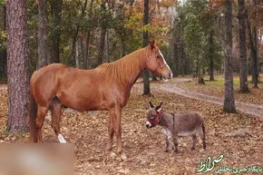 عکس/ برگ تخفیف کله پاچه هم آمد