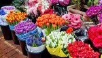 چگونه عمر ماهی‌های قرمز عید را افزایش دهیم