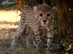 هرگونه قصور و خطای پزشکی احتمالی درباره 