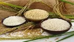 توریع ۲۰۰ هزار تن انواع برنج وارداتی و شکر از ابتدای خرداد