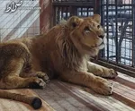 تولد یک شیر سفید در پارک محیط‌بان کرج