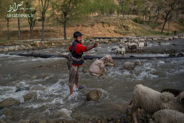 چوپان کشمیری در حال پرتاب یک بره در حین عبور از یک رودخانه