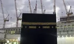 وقتی جرثفیل ها لیبرال می‌شوند!