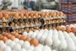 یک سبد میوه چقدر تمام می‌شود؟
