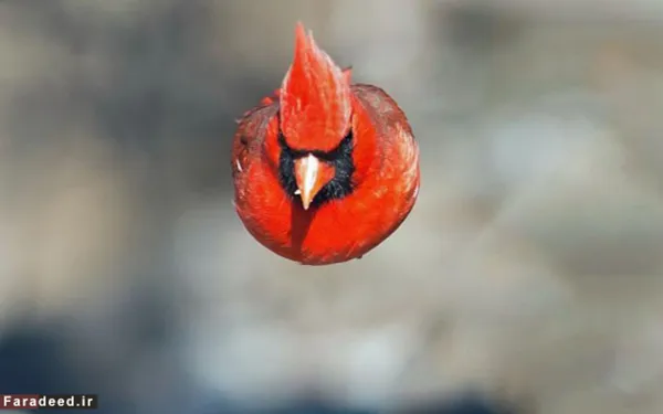  نمونه واقعی 