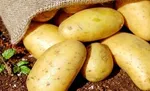 جزئیات قیمت میوه‌های پاییزی + جدول