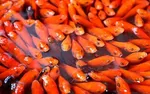 خواص خوراکی‌های سفره هفت سین