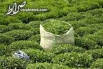 میزان مُجاز مصرف روزانه قهوه و چای