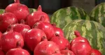 کشف گونه‌ای ۱۰۰ ساله و عجیب در استرالیا + عکس