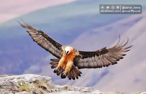 تصاویر / برف روبی در محور هشتگرد - طالقان