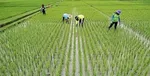 واردات ۱۰ میلیون تن کالای اساسی