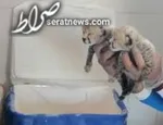 امکان بارداری مجدد ماده یوز ایرانی وجود دارد