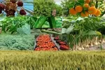 آخرین قیمت میوه‌ها در بازار در نیمه دوم ماه رمضان + جزئیات