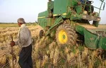 گرانی گوجه ادامه‌دار شد + لیست نرخ انواع میوه