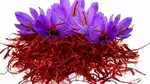 برداشت طلای سرخ تا ۱۰ روز آینده ادامه دارد / حداکثر نرخ هر کیلو زعفران ۱۶ میلیون تومان