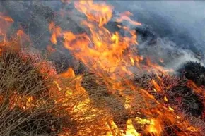 تصاویر | آتش به جان جنگل‌ها این‌بار کره جنوبی