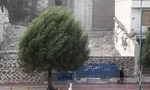 گزینه‌های احتمالی شهرداری تهران اعلام شدند +عکس