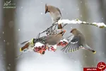 عکس/ سلفی یخ‌زده در عکس روز نشنال جئوگرافیک