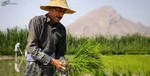 افزایش بیش از ۶۰ درصدی قیمت شکر، برنج ایرانی و گوشت گوساله