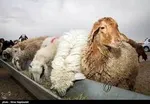 قیمت شکر فله‌ای ۵۰ تومان کاهش یافت