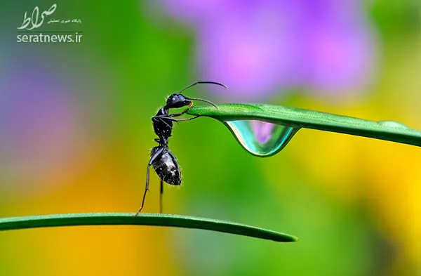 مورچه ای بین دو گیاه