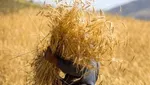 نرخ خرید تضمینی گندم افزایش می‌یابد