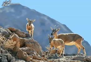 تصاویر / برف روبی در محور هشتگرد - طالقان