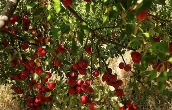 تصاویر |  برداشت سیب های پاییزی در باغ های شهرستان رزن همدان