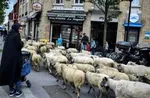 حاجی‌ها نگران تامین گوسفند قربانی نباشند  +قیمت‌ها